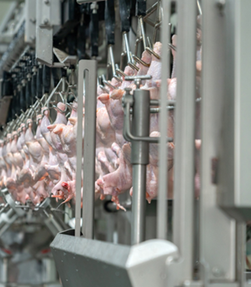 Tavuk ve Hindi İşlemede Artan Verimlilik