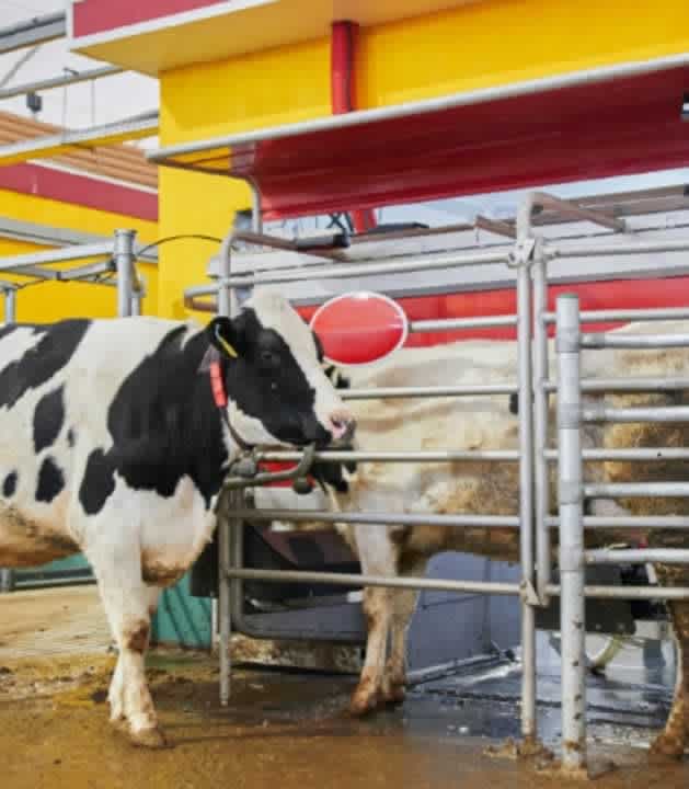 Sürü yönetimi ve otomatik sağım sistemleri