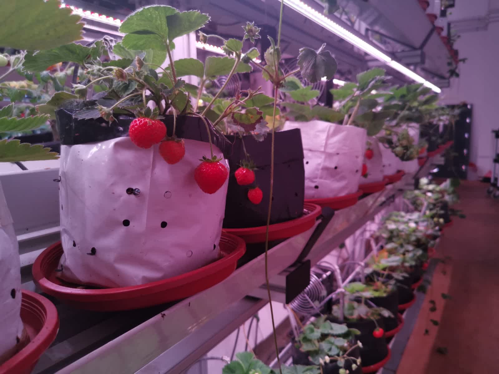 Sürdürülebilir bir gelecek için tarım sektörünün desteklenmesi